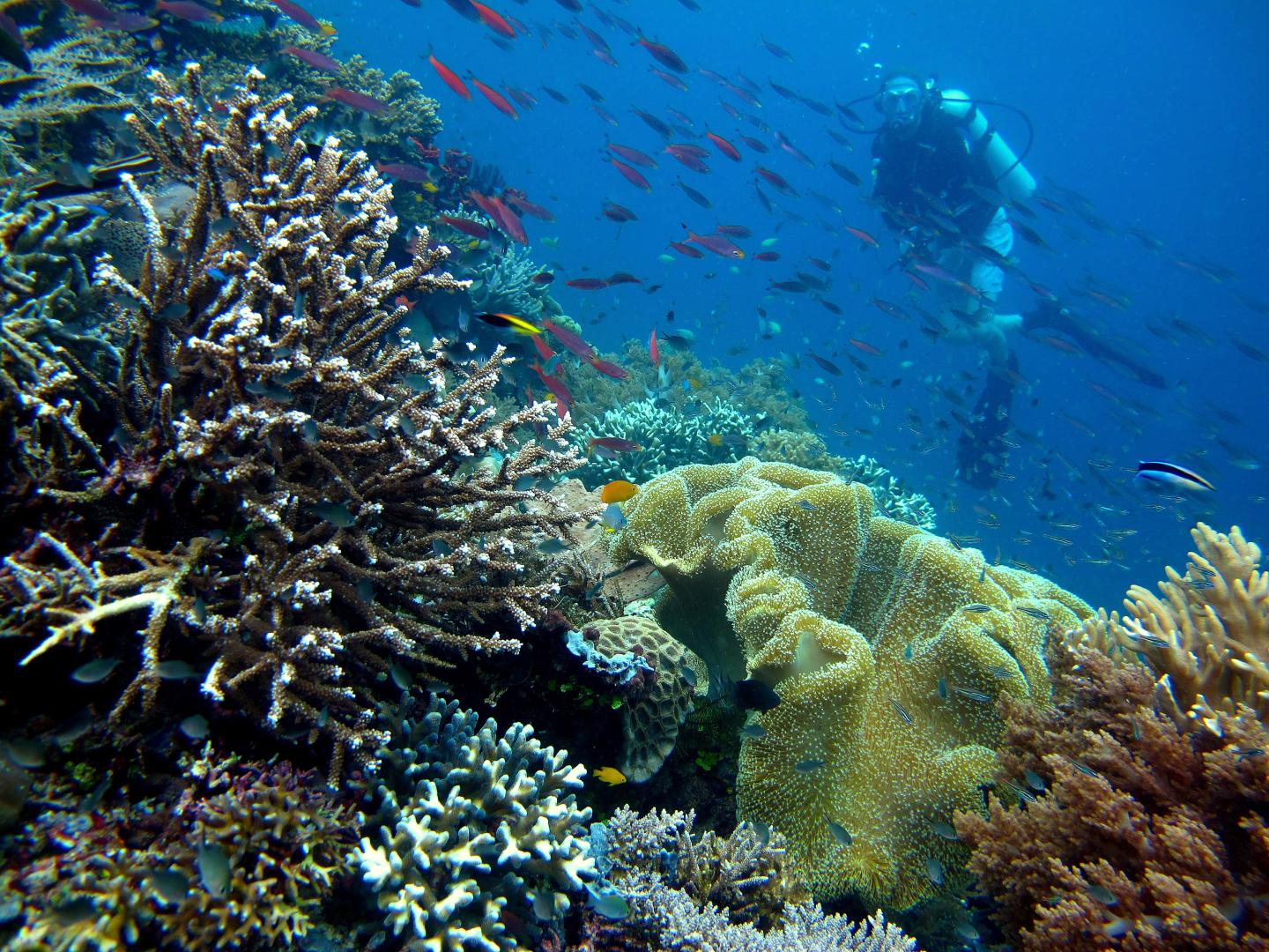Scuba diver and coral reef